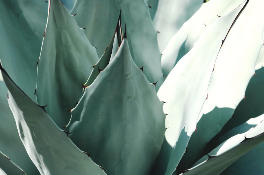 pexels-photo-1382394 Macro Photography of Plant